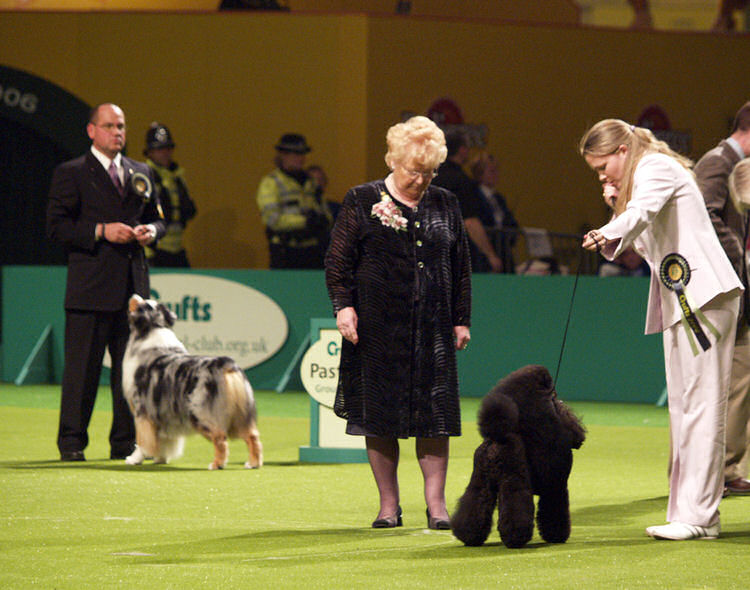 Rodney competing for Best in Show at CRUFTS 2006