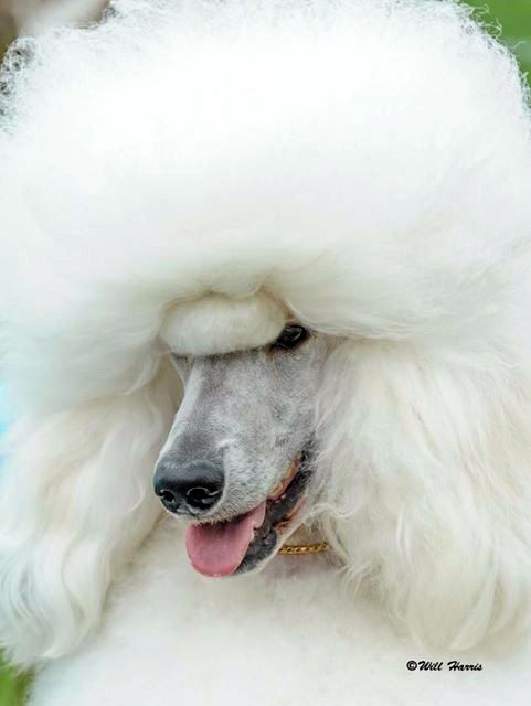 The Big white pet 'Rocky' pictured in his latest photoshoot